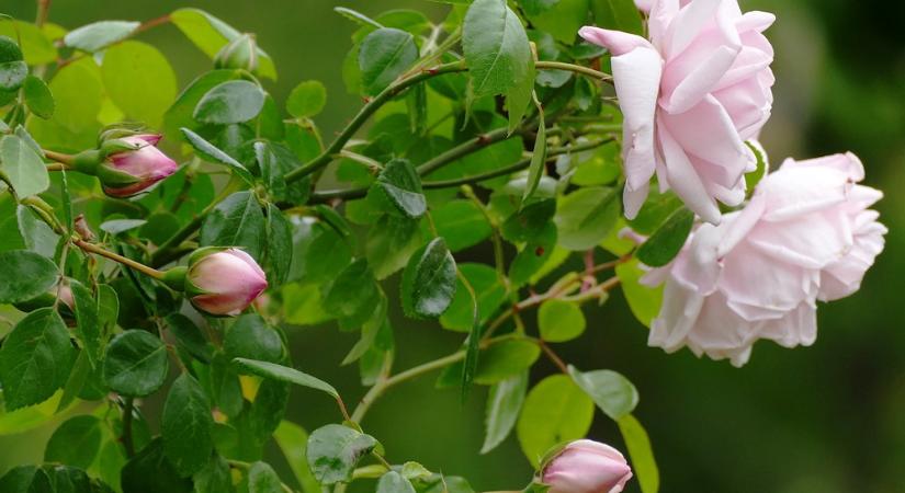 Így ápold a frissen kihajtott rózsáidat májusban – metszési és tápanyagpótlási tippek