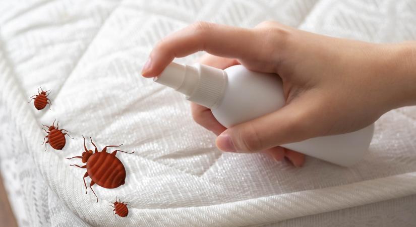 Toronymagasan ez a módszer a legjobb az ágyi poloskák kiirtására