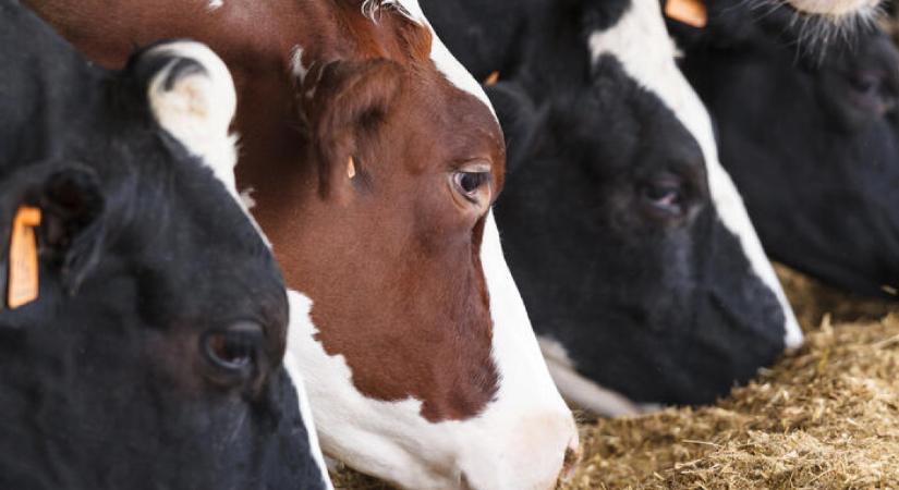 Horvátország döntő lépésre szánta el magát a száj- és körömfájás betegség miatt