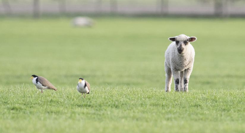 Egyre kevesebb a birka, egyre több az ember Új-Zélandon
