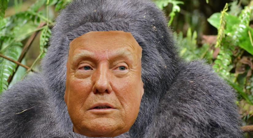 A gorilla - Szénási Sándor jegyzete