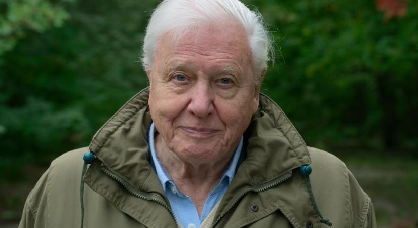 Tudtad azt a 99 éves David Attenborough-ról, hogy Az élő bolygó forgatásán baleset érte őt, és egy kedves szívességért cserébe kapott segítséget?