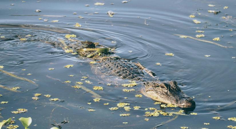 Aligátor végzett egy kenuzóval Floridában