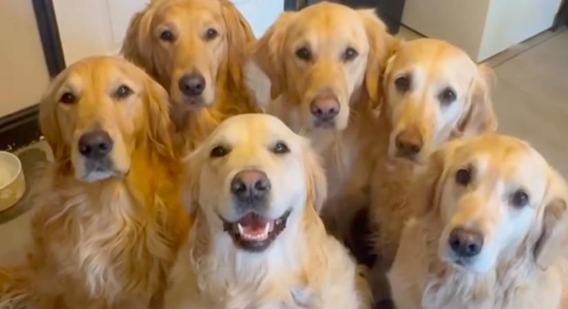 A golden retrievereknek kell felébreszteni a gazdit: ami ezután jön, könyörtelen - Videó
