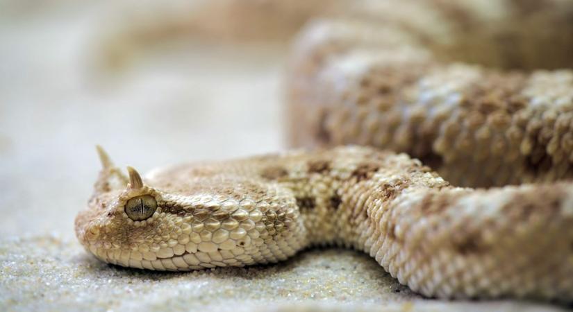 Szarvas vipera – A sivatag homokszínű kis ördöge