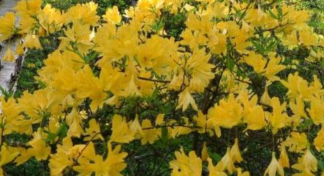 Rododendronvirágzás a Jeli Arborétumban