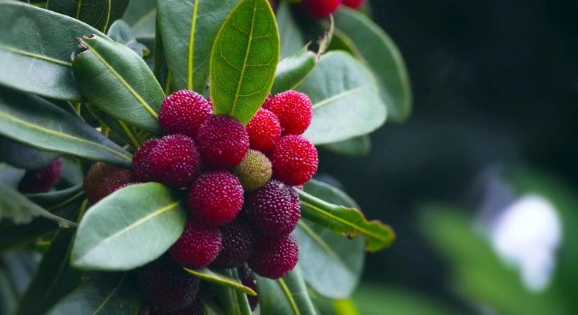 Japán viaszbogyó – az egzotikus gyümölcs, ami olyan, mintha a meggy és a licsi szerelemgyereke lenne