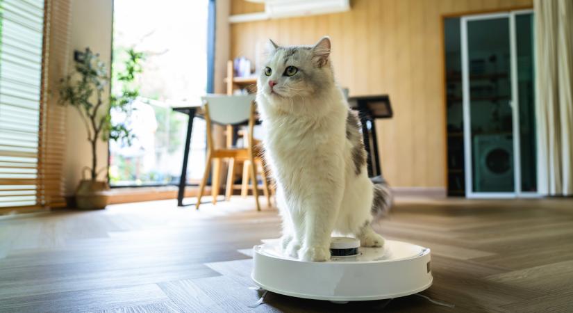 Miért szeretik a macskák annyira a robotporszívókat?