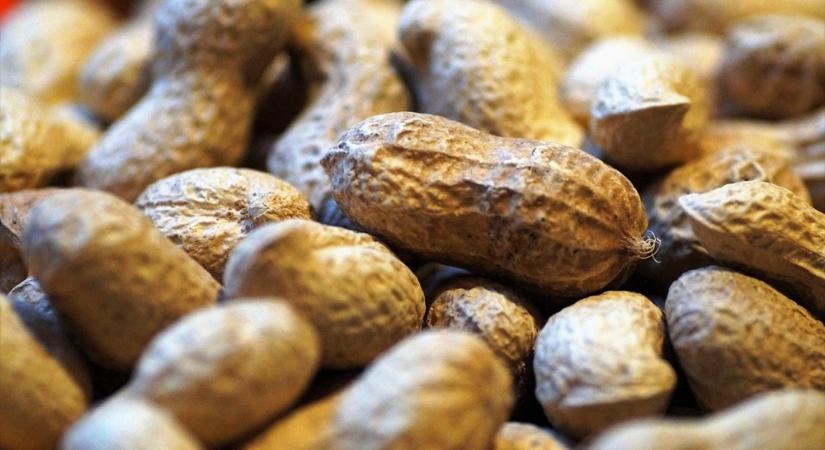 Reményt hozó áttörés – Felnőttek súlyos mogyoróallergiájára kínálhat megoldást egy új kezelés