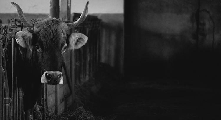 Enyhültek a korlátozások: ezt kell tudnod, ha állatot szállítasz Horvátországba