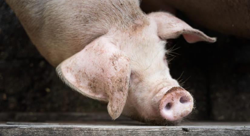 Szlovákiában megjelent az afrikai sertéspestis – erre is figyelniük kell a hazai állattartóknak