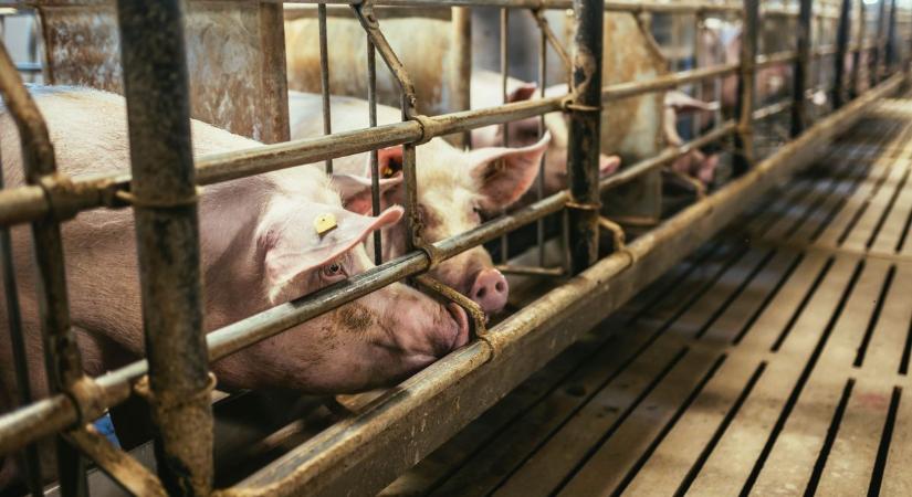 Közel az afrikai sertéspestis, a ragadós száj- és körömfájás árnyékában arra is figyelni kell