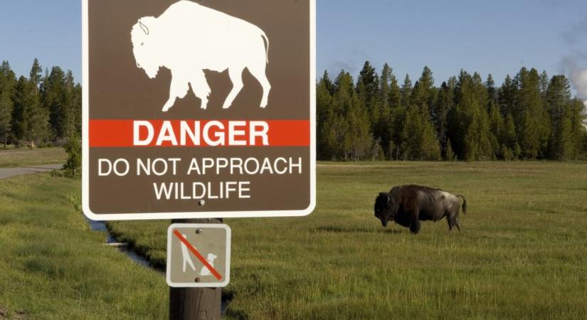 Újabb bölénytámadás történt a Yellowstone Nemzeti Parkban