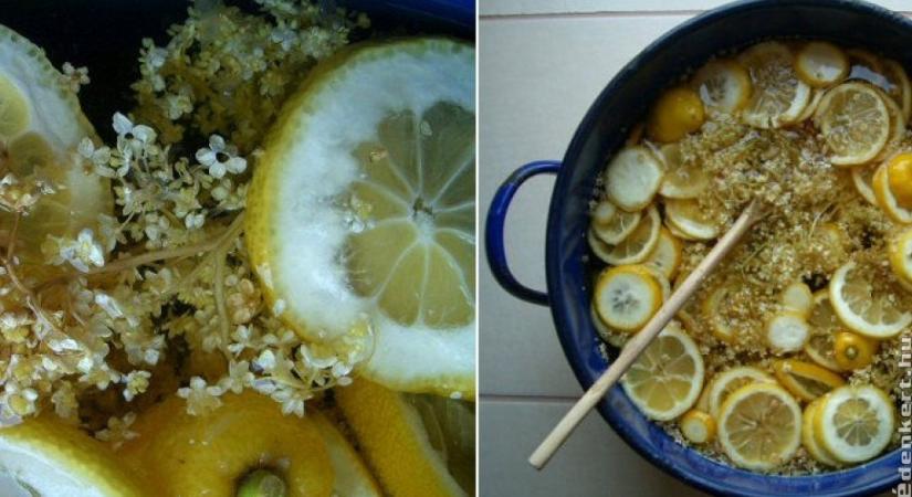 Ez a legfinomabb bodzaszörp, amit valaha kóstoltunk - recept