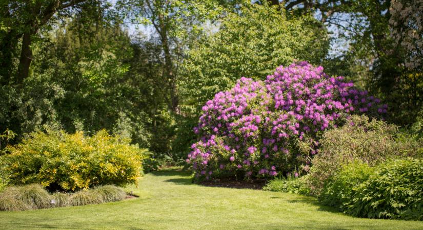 Bakancslistás túratipp: 5 csodaszép arborétum, ahol tömegével virágoznak a rododendronok