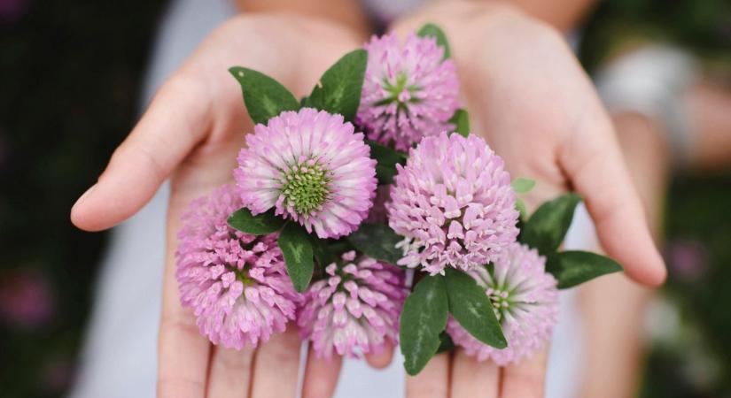 Egy takarmánynövény, ami csodát tehet a csontokkal, és a menopauza tüneteit is enyhítheti