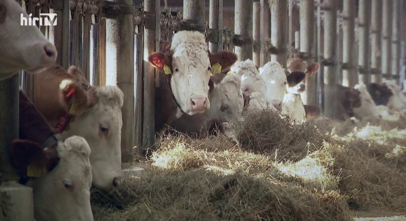 A Célpontban a ragadós száj- és körömfájás és az azt körülvevő hangulatkeltés  videó