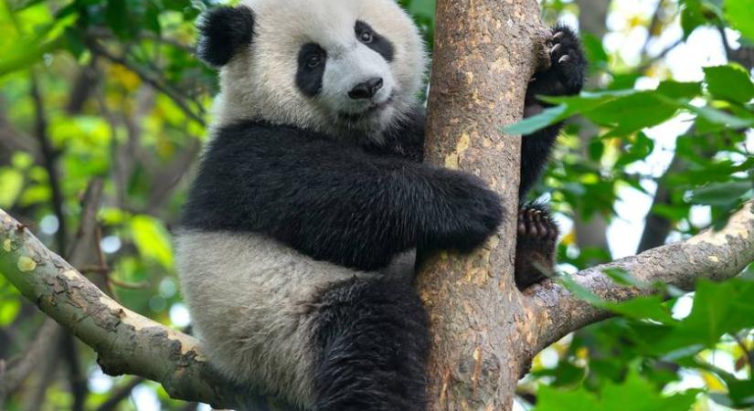 Imádja az internet az akrobata pandamacikat – Videóra vették, ahogy himbálóznak