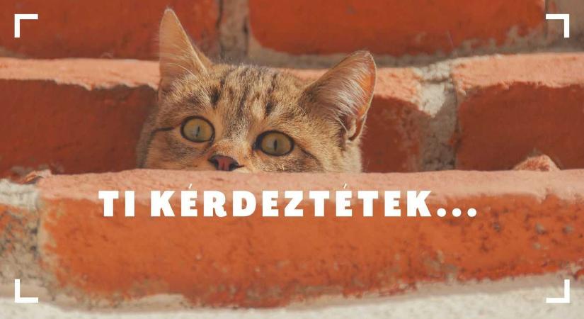 Ti kérdeztétek – No tanóra, no gond
