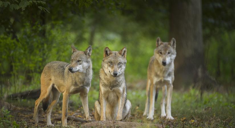 Veszélybe kerülhetnek a farkasok Európában