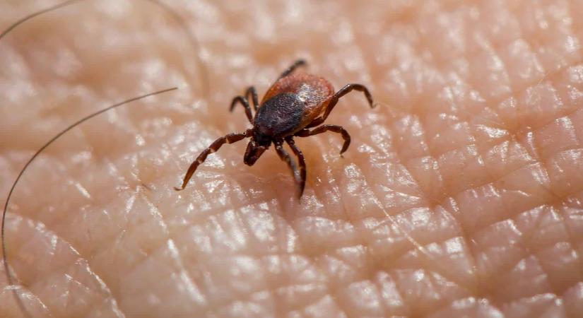 Megdöbbentő következménye lehet a kullancscsípésnek: különös allergiát okozhat