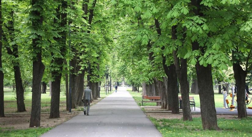 Így védik meg a közterületi növényeket Miskolcon