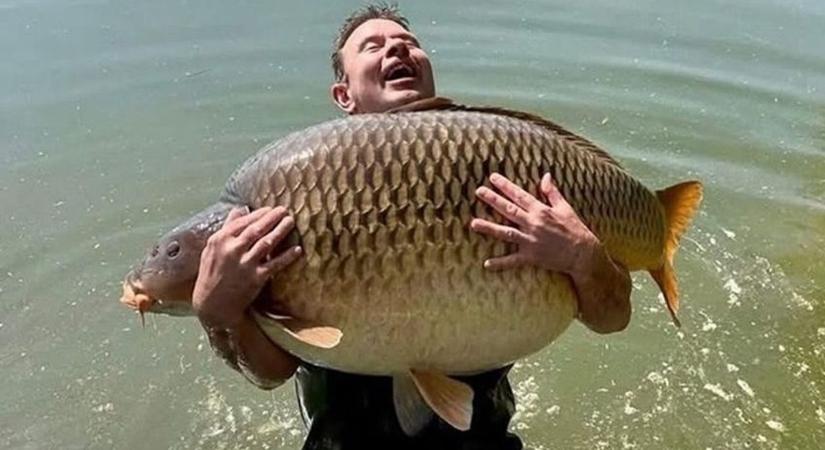 Világrekord: majdnem félmázsás pontyot fogott egy brit pecás a Balatonnál