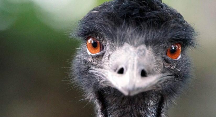 Emu, mint alternatív haszonállat