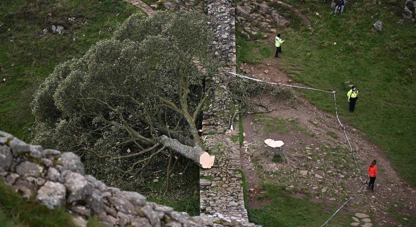 Bűnösnek találták a Robin Hood-fát kivágó férfiakat