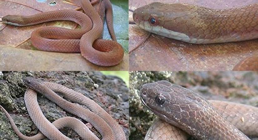 Ismeretlen mérges kígyó harapta meg a kutató kezét