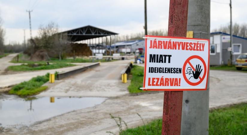 Nébih: enyhített a korlátozáson kívüli területeken a ragadós száj- és körömfájás miatt hozott intézkedéseken az állategészségügyi hatóság
