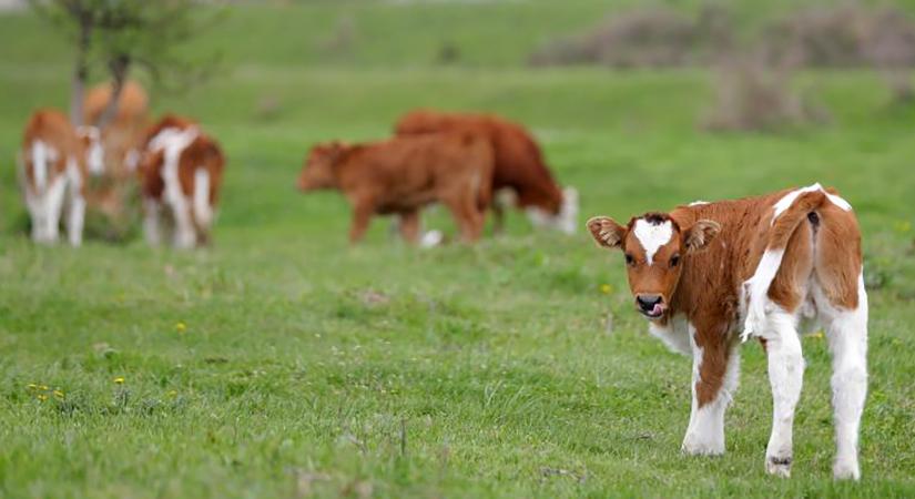 Száj és körömfájás: már lehet vásárokat tartani