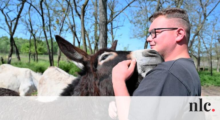 Vágóhíd elől menti a szamarakat ez a húszéves fiú, a bulizás helyett is őket választja!