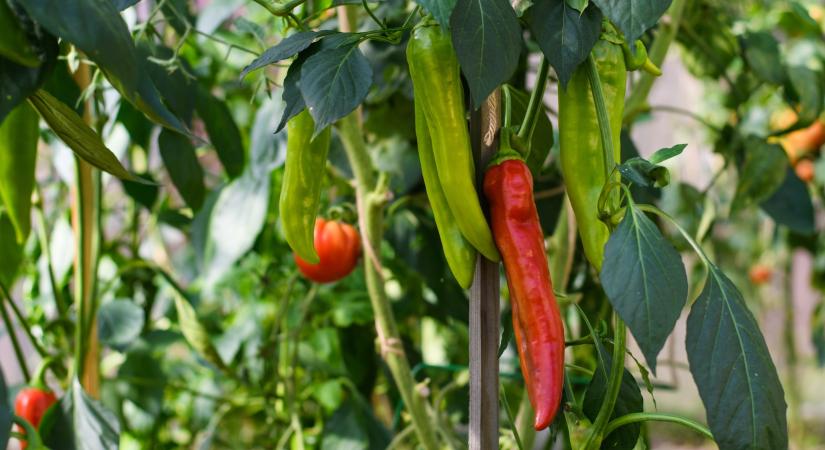 Ezt a 7 zöldséget ültesd a paprika mellé – duplán jól jársz velük