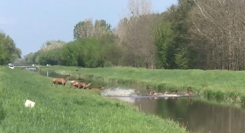 Fantasztikus videó készült a Balatonnál: így úszta át a szarvascsorda a csatornát