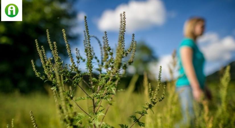 Allergiás vagy? Így éld túl a tavaszt és a pollenszezont!