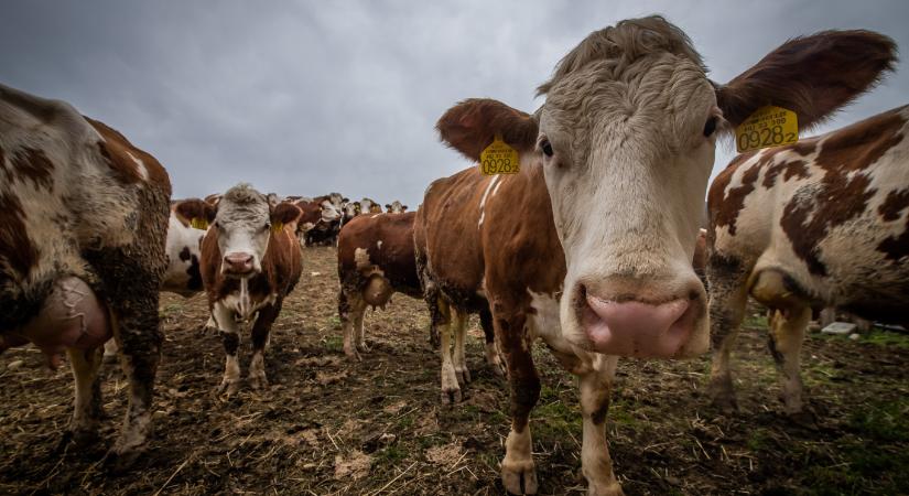 Száj- és körömfájás: amíg a fertőtlenítőszőnyegen vergődünk, az igazi problémákat még csak most kezdjük kapiskálni