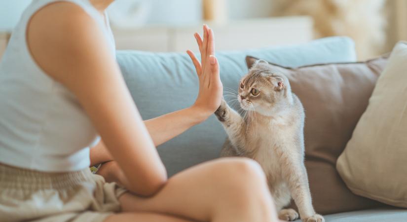 Így tanítsd meg a macskádat pacsizni: útmutató lépésről lépésre