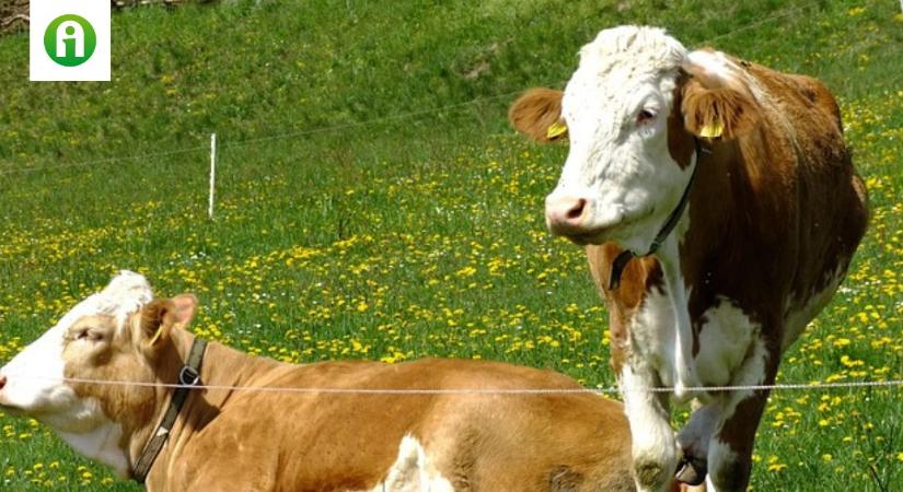 Élőállat-szállítás: szigorú előírásokkal indul újra az export
