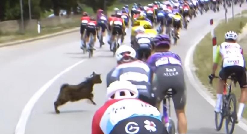 Kecske támadt a kerékpárosokra a Giro d'Italia albán szakaszán