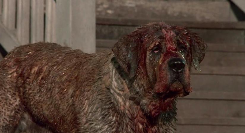 A Cujo-film sztárja ezért nem volt hajlandó a könyv eredeti befejezését leforgatni, Stephen King pedig még meg is köszönte neki, amire jó oka volt