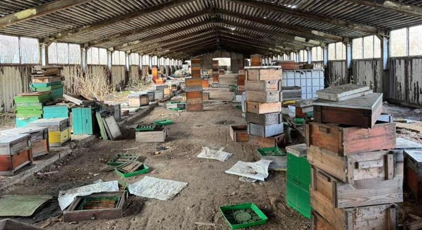 A bozótosba rejtve, elfeledve: egy elhagyatott állattelep története – galériával