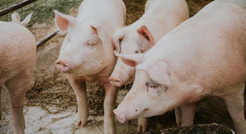 A Szlovákiában megjelent afrikai sertéspestis elleni védekezésre is figyelniük kell a hazai állattartóknak