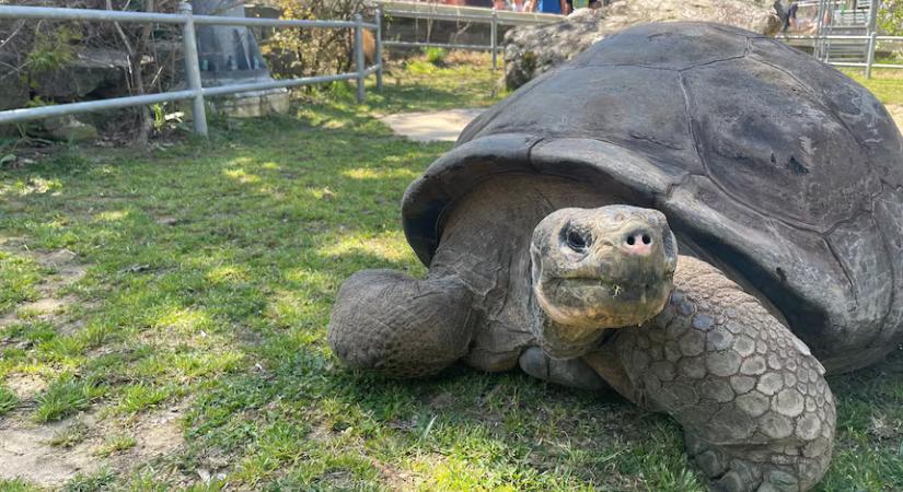 Sohasem késő: 97 évesen lett először utódja a galapagosi teknősmamának