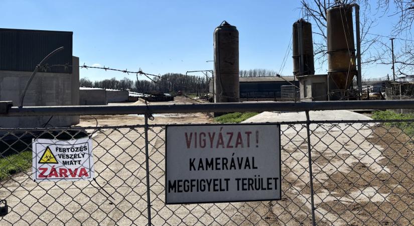 Száj- és körömfájás: egyre nagyobb bajban a gazdák