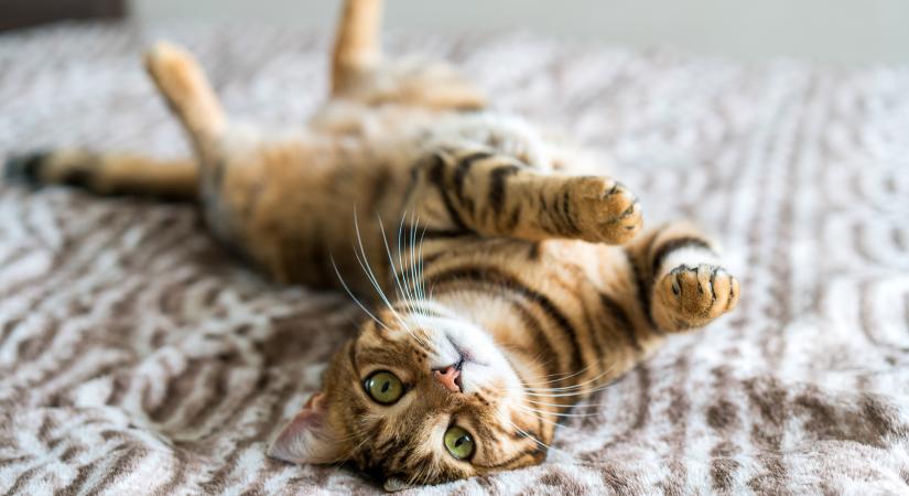 Ismerd meg a cicád! 7 érdekesség a macskákról
