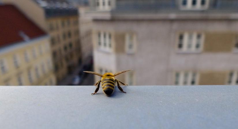 A méhek kétharmada eltűnhetett a városokból