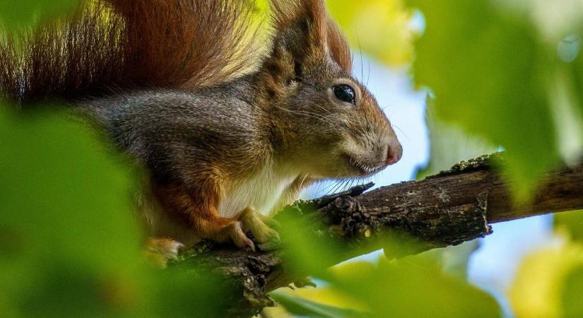 Mókus a kertben – aranyos látogató vagy bosszantó vendég?