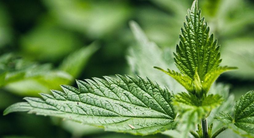 Halálos kórokozók fenyegetik a növényeinket – itt a megoldás!