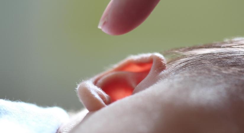 Mire jó a fülcimpa? – Az evolúció legpuhább rejtélye